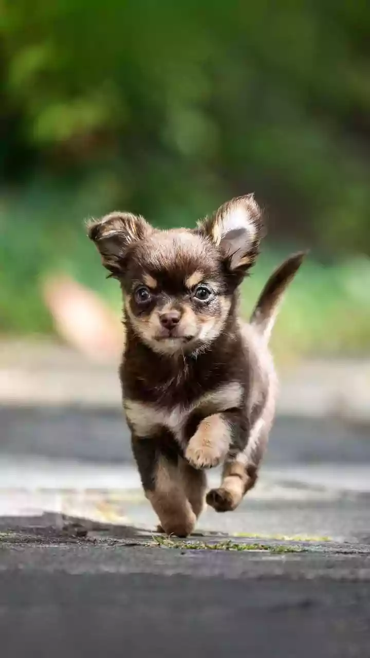 Zomato Rider's Heartwarming Rescue and Adoption Story