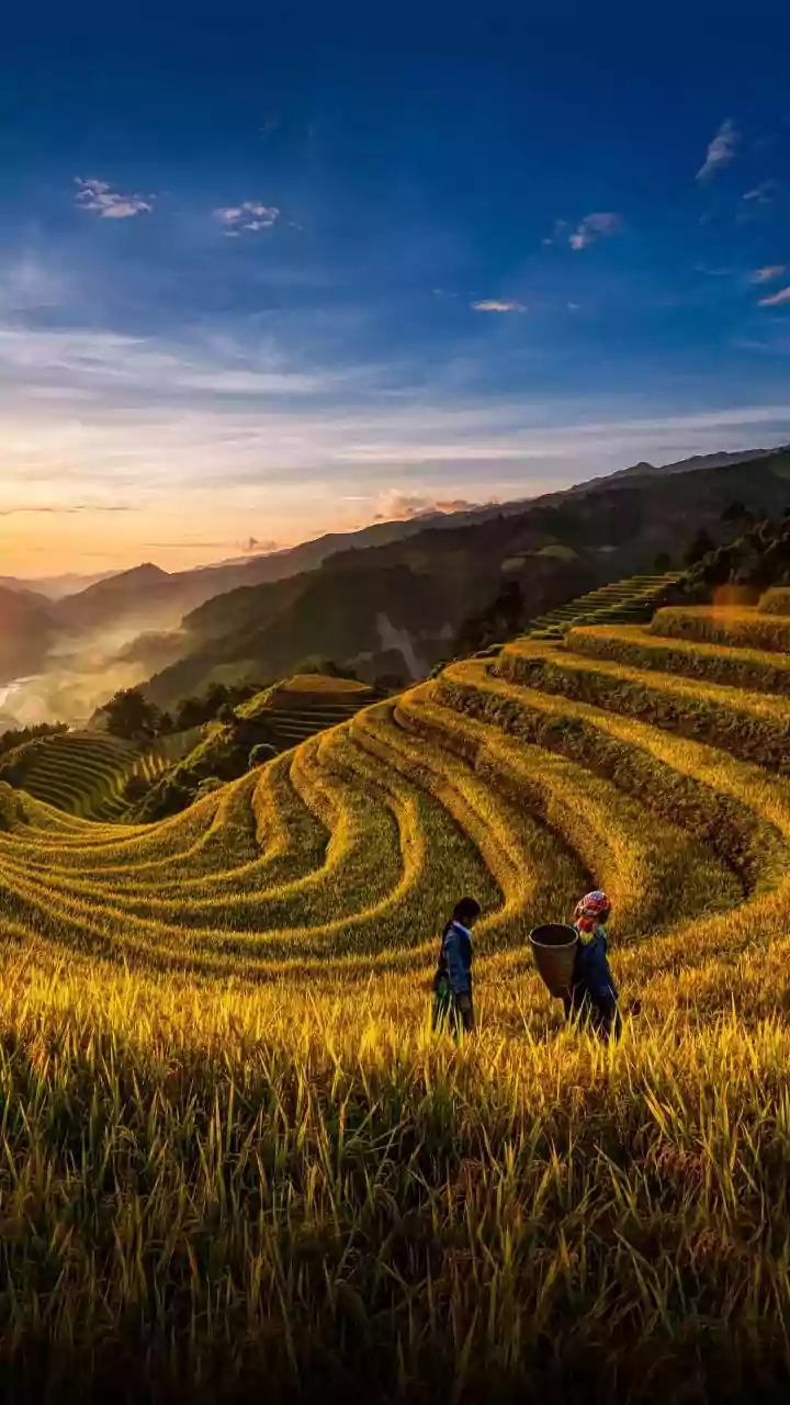Rice Prices And Conflict Gets A Fresh Look With The Fine Print In Focus