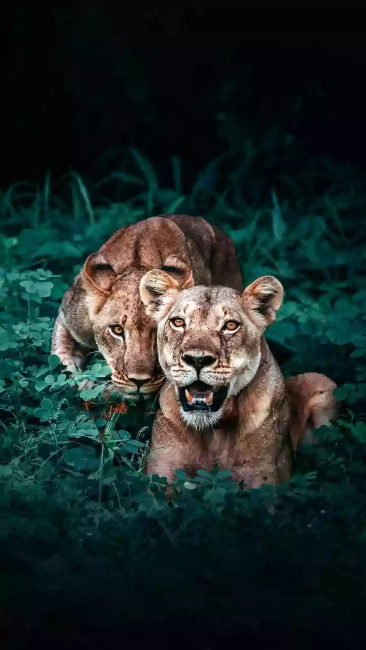 After Gir, Barda Could Become A Key Refuge For India's Asiatic Lions