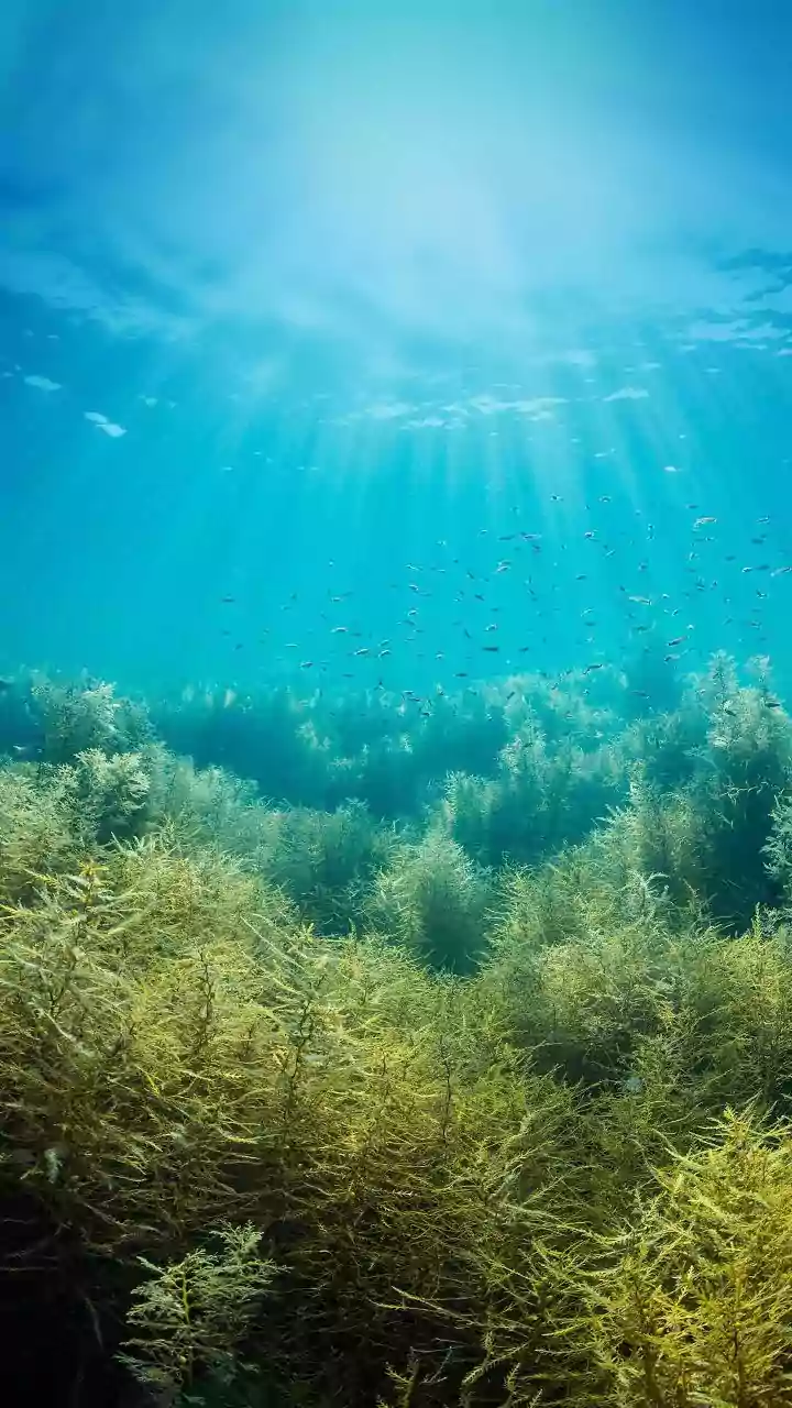 How Scientists Study Thermally Tolerant Corals To Help Protect Vulnerable Marine Ecosystems Globally
