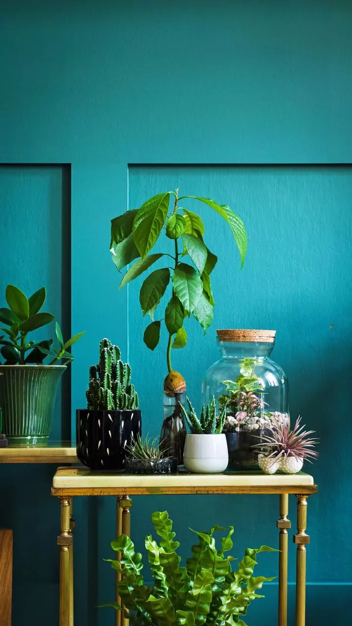 Changing weather sparks India’s green indoor plant movement