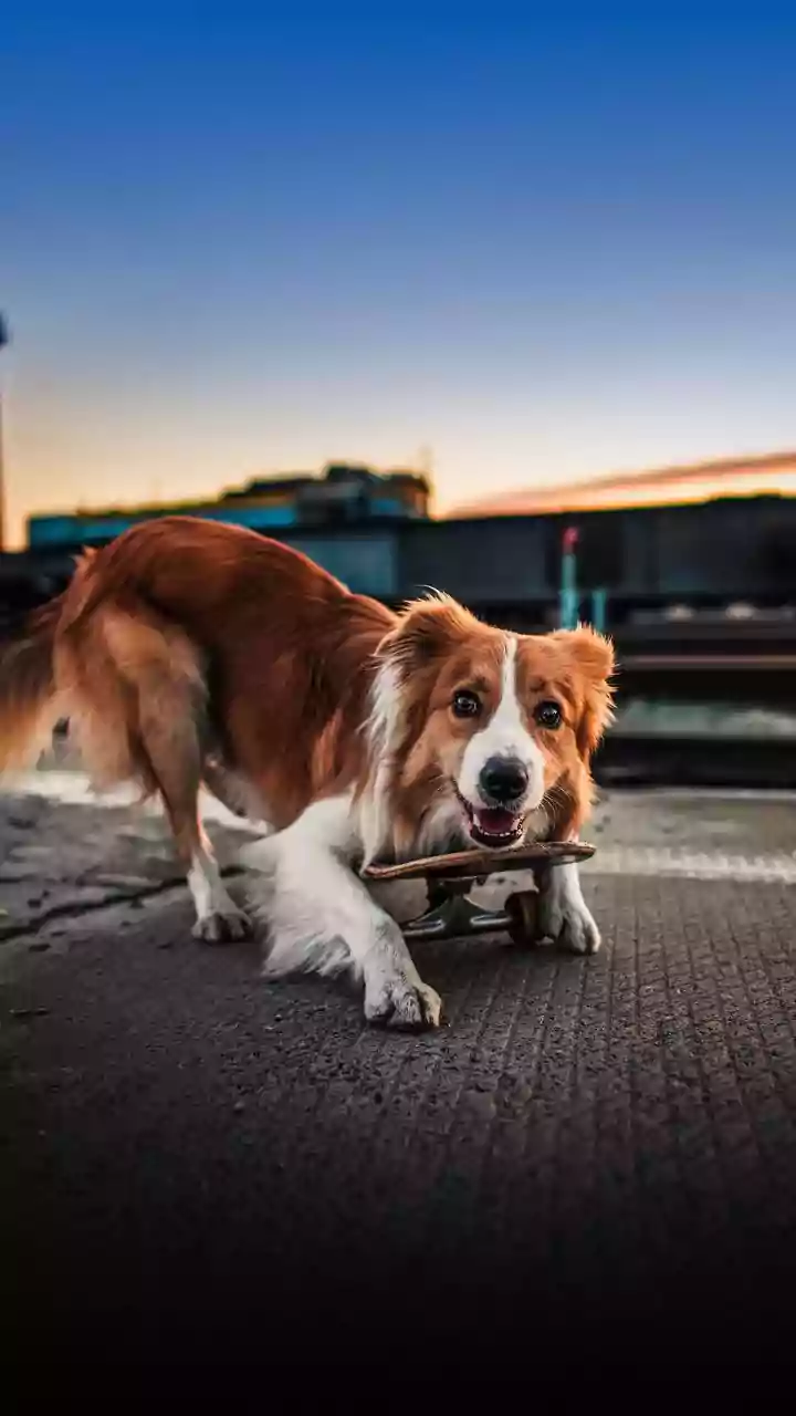 Maharashtra's Alarming Dog Bite Surge: Nearly 5 Lakh Incidents & 19 Rabies Deaths in Early 2026