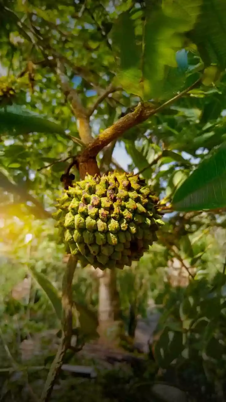 Uncover 10 Exotic Fruit Trees: A Botanical Traveler's Guide to Global Delights