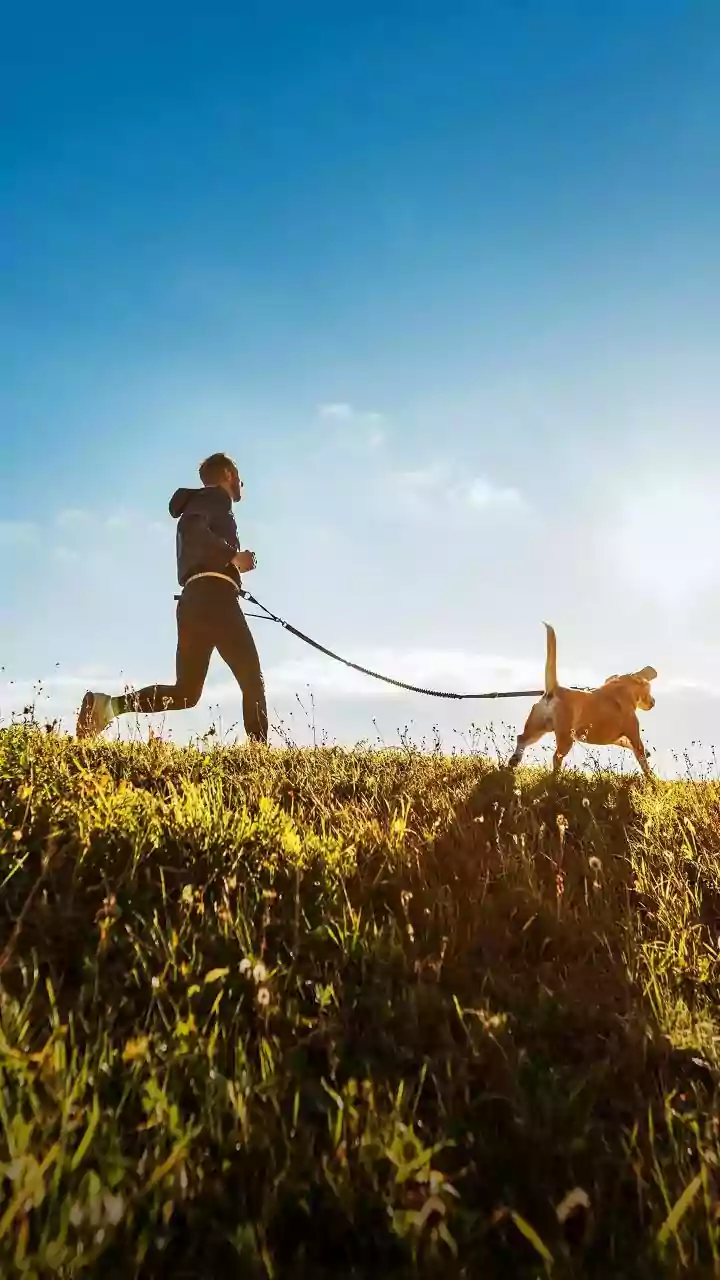 Dog Walks Are Becoming Mini Travel Experiences