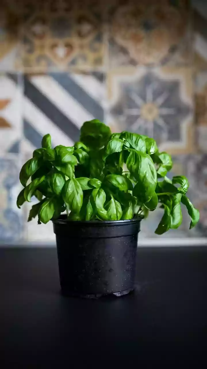 Basil, Mint And Aloe Are Winning Small Homes
