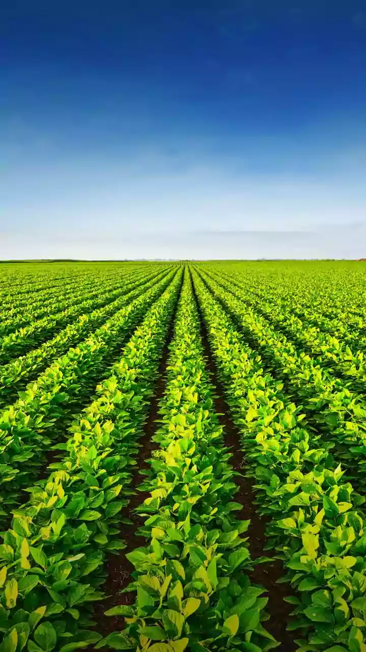 Telangana seeks Centre's help on soybean, maize procurement; demands to relax cotton norms