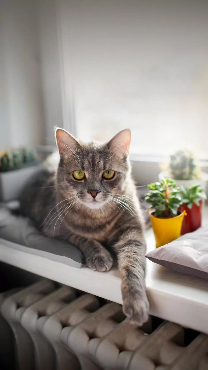 Apartment Cats Need Safe Spaces During Guests, Repairs and Noise