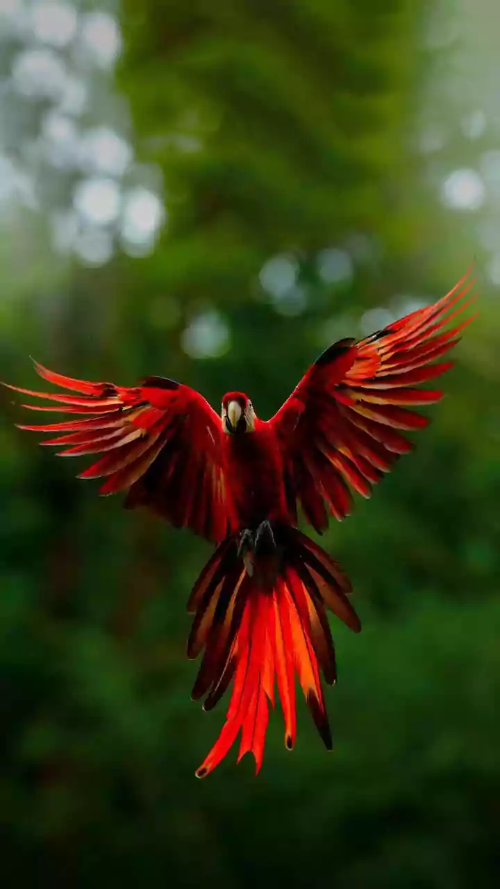 Putting Non-Flying Animals Spreading Plants in Context with the 186-Species Seed-Dispersal Study