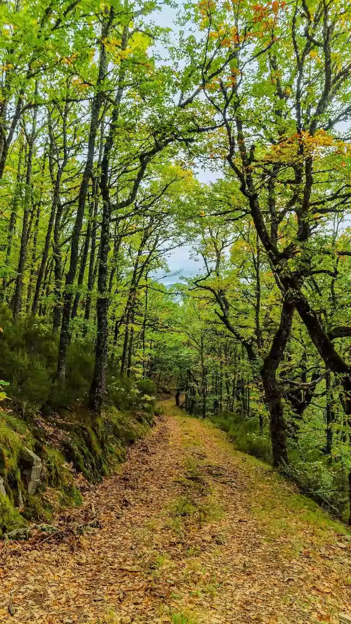Denmark's most beautiful forest trails: A list