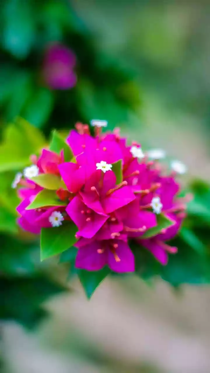 How Tropical Home Garden Plants Can Feature Bougainvillea On Walls Or Fences
