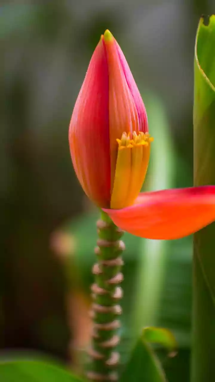 Banana flower stir-fry adds nutrient punch to winter plates