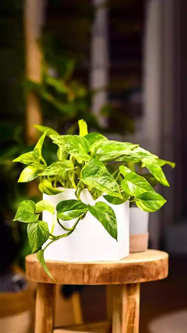 Pothos And Aloe Are Ruling Apartment Gardening Trends