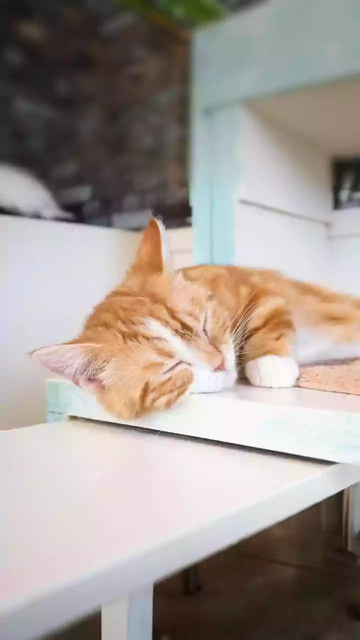 International Cat Day Can Begin with a Room-by-Room Safety Check