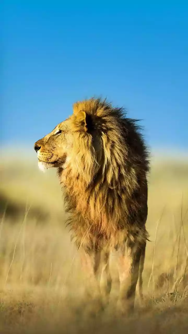 Barda Wildlife Sanctuary's Lion Comeback Brings Fresh Hope For Conservation