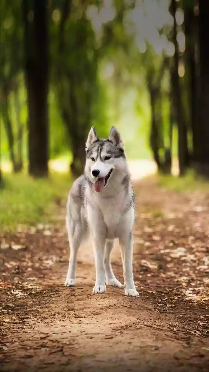 Delhi Woman Shows Her Husky Refuses To Eat Until Ghee Is Added To Bowl: ‘Shahi Swaad Janta Hai’