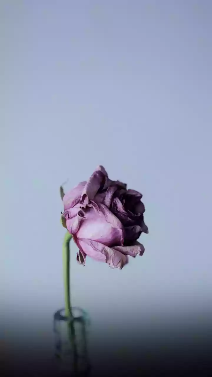 Navigating the Emotional Landscape of Grief and Loss