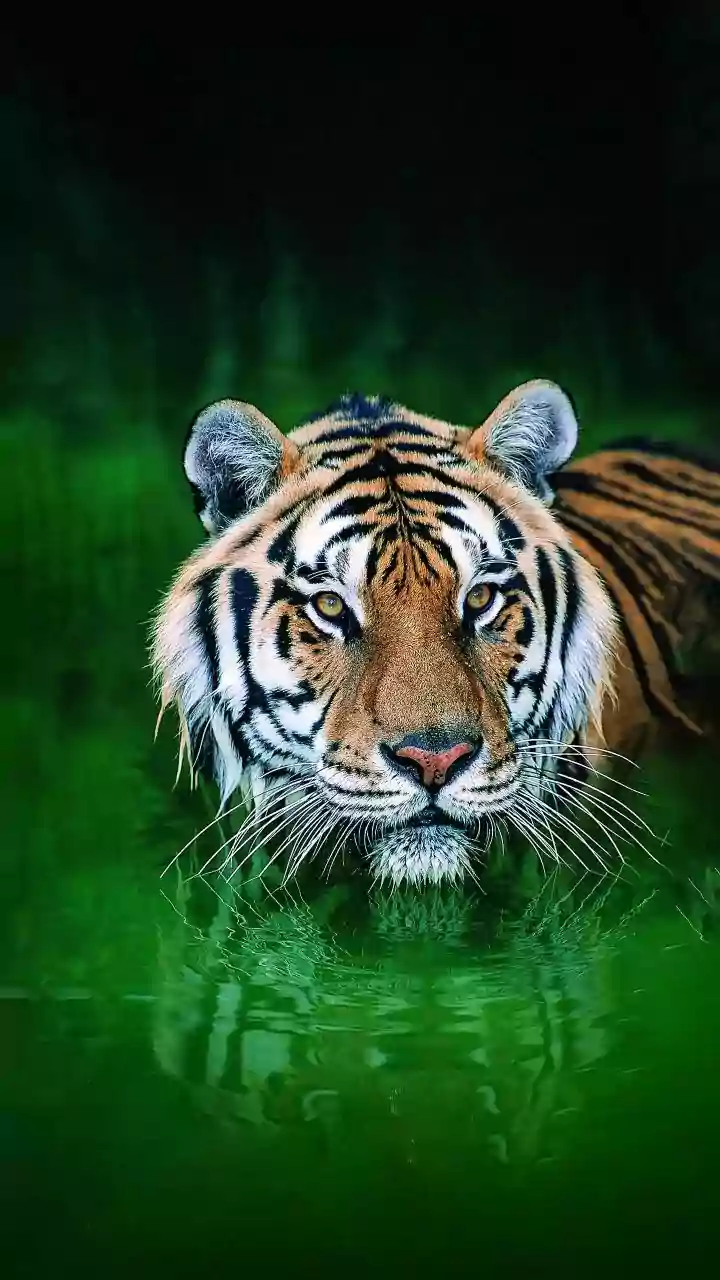 Tiger Country Is Heading Into Its Rain Break