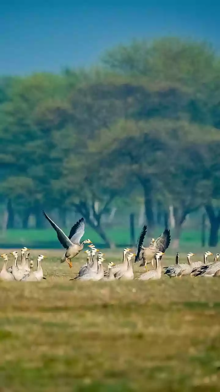 India's Avian Paradises: 10 Lakes Boasting Spectacular Birdlife & Migratory Wonders