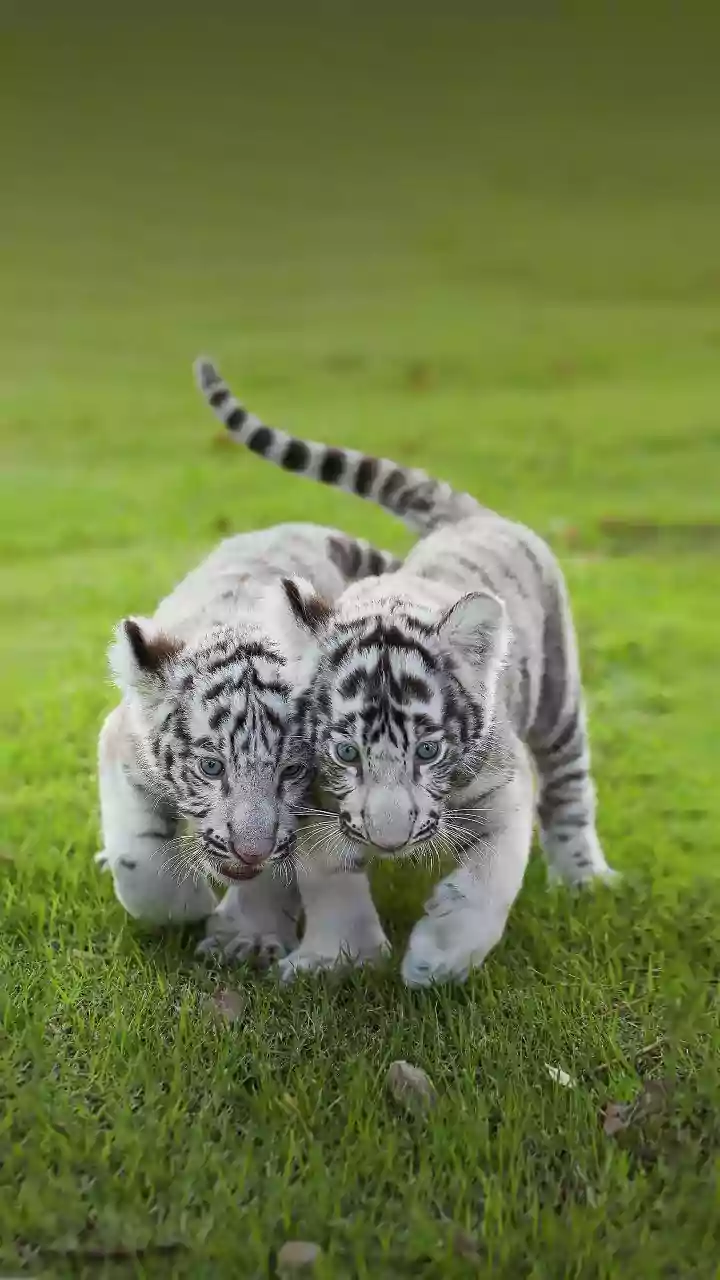 Sayajibaug Zoo Welcomes White Tigers After Decades