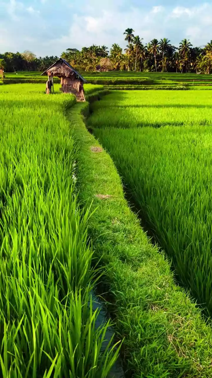 Haryana records 24% monsoon rainfall deficit, paddy districts worst affected