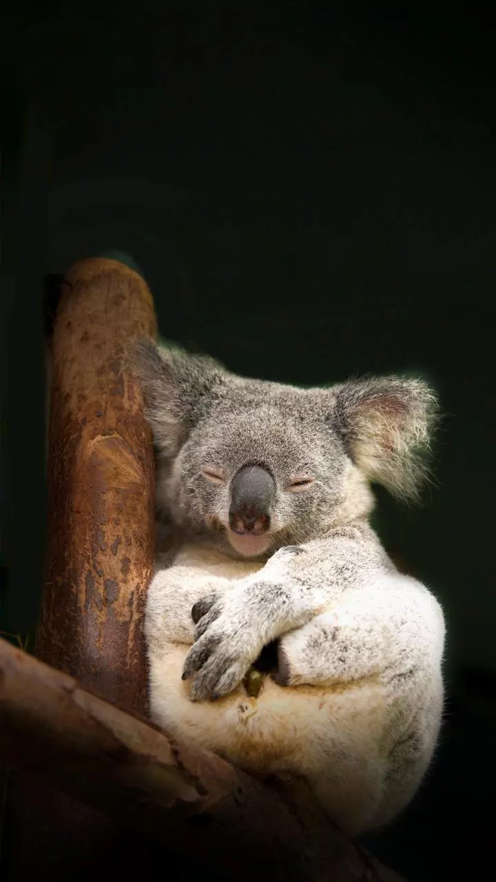 Sleepyheads: 5 Animals and Their Zzz's