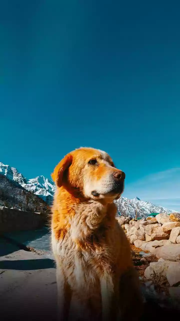 10 Amazing Ways Dogs Have Been Venerated Throughout History