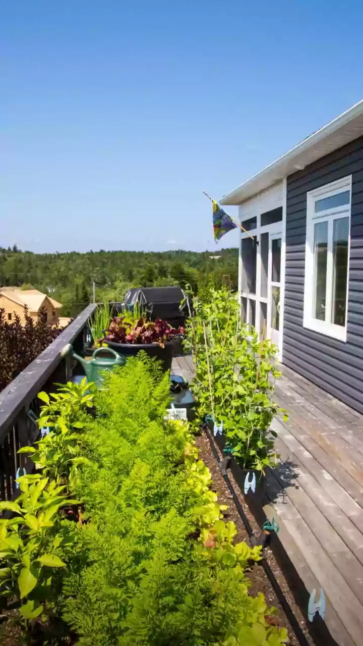 Your Terrace Veggie Patch Might Be Fully Funded By State