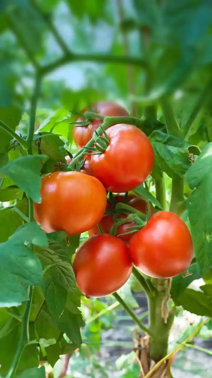 Tomato-Picking Robots: Can They Outsmart Nature?