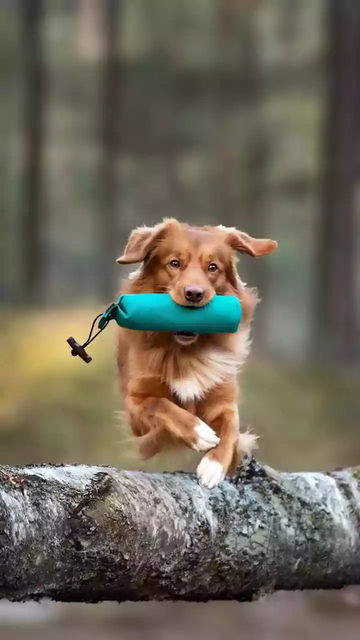 Training Everyday Cues Can Be Both Practical And Enriching