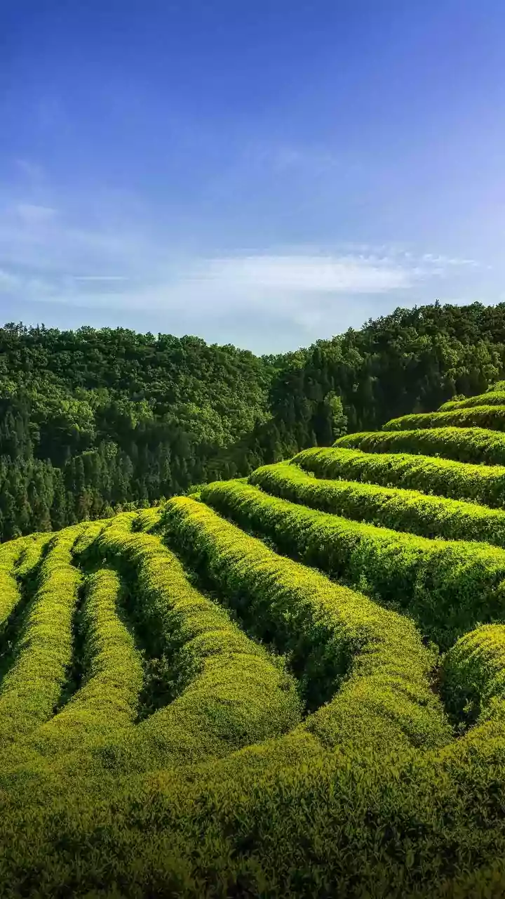 Why Japan Cannot Instantly Expand Matcha Supply To Meet New Demand
