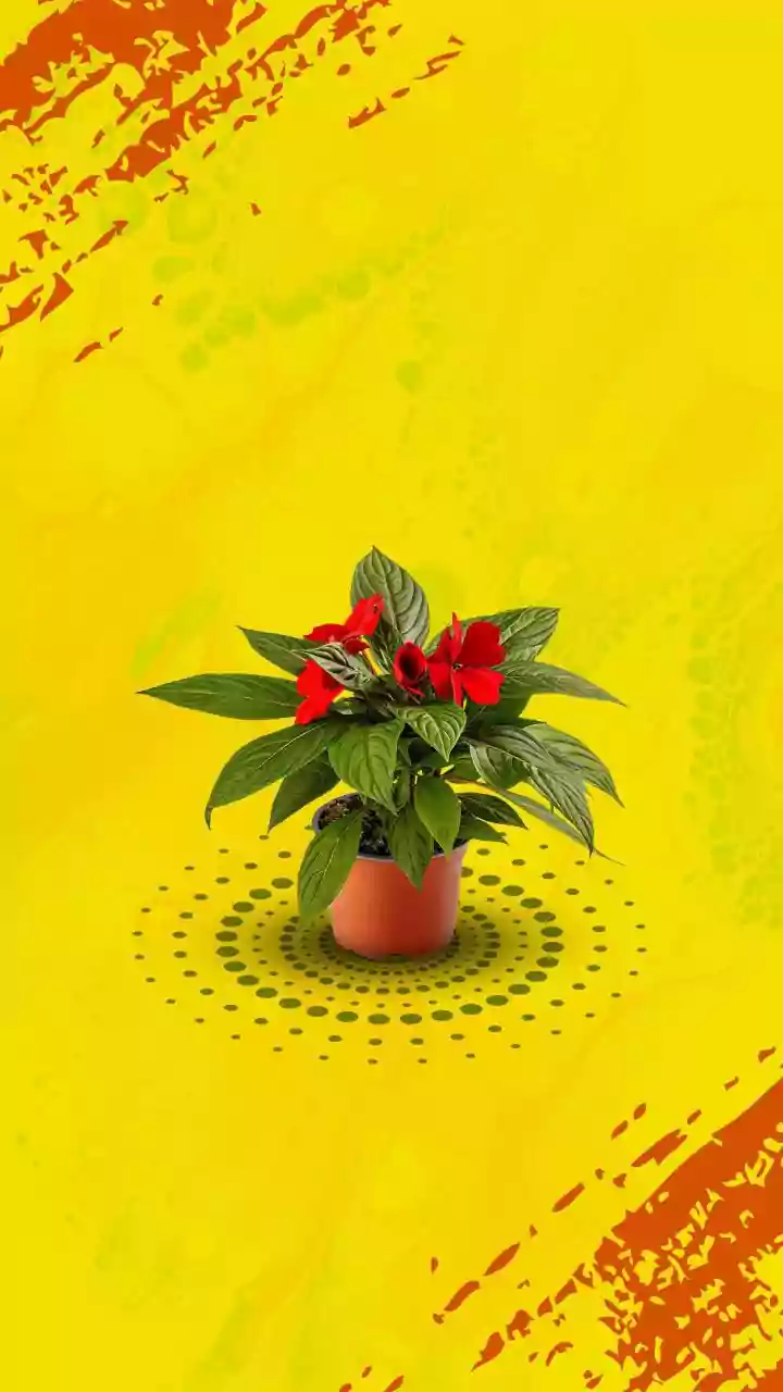 Winter's Embrace: 8 Indian Plants with Enduring Heritage