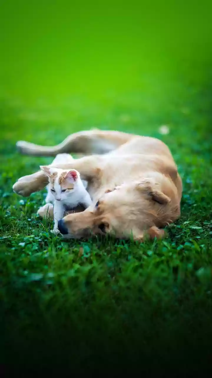 Indian Dogs And Cats Are Getting More Seasonal Care As Wet Weather Changes Their Outdoor Environment