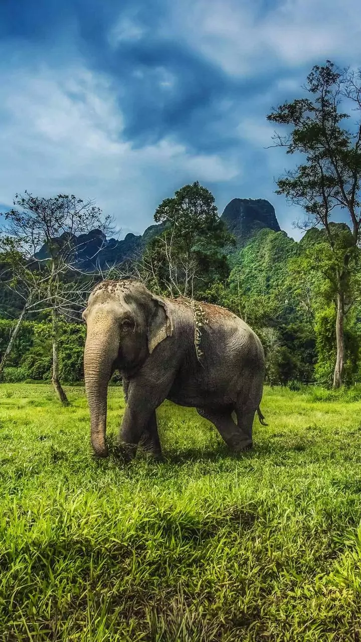 Two women among five trampled to death by wild elephants in Jharkhand