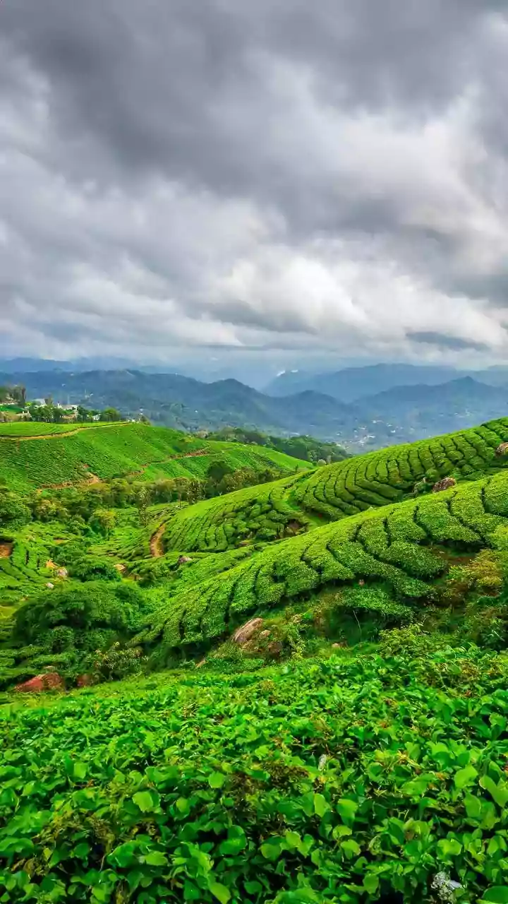 Lush Monsoon Views And Fresh Coffee Aroma Drive Off Season Travellers To Coorg Homestays
