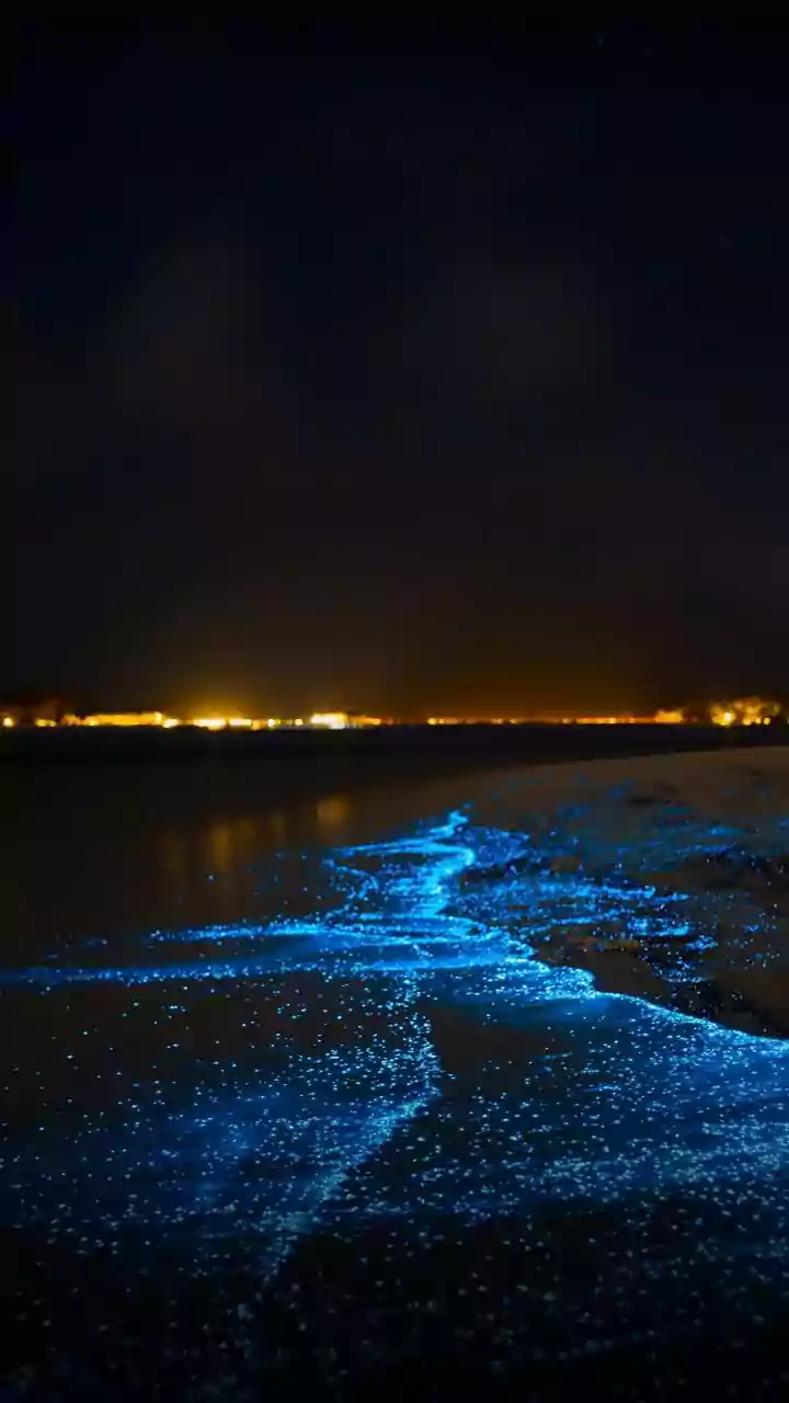 Juhu Beach Glows At Night What Is Bioluminescence what it happens explained