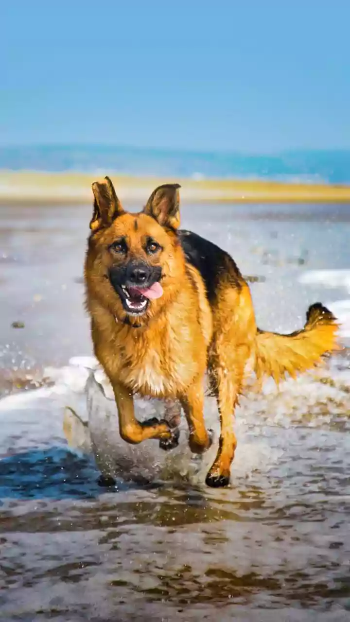 Keep Canines Entertained Summer Break Sending Them To Splash Boardings