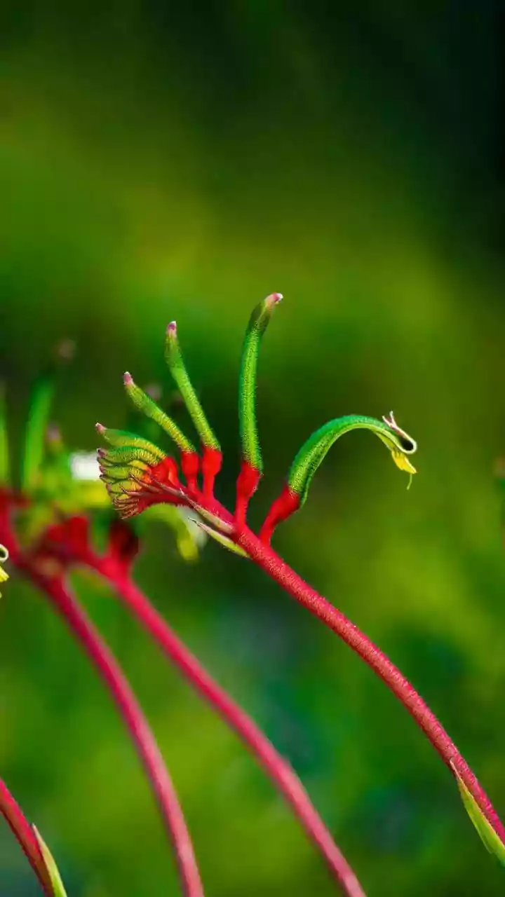 Study finds 16% vascular plant species risk extinction by 2100