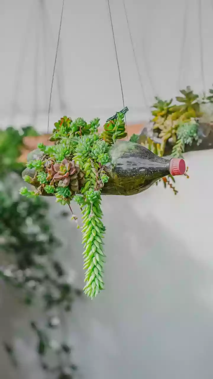 Bright North Facing Balconies Flaunt Gorgeous Hanging Trailing Succulent Plants
