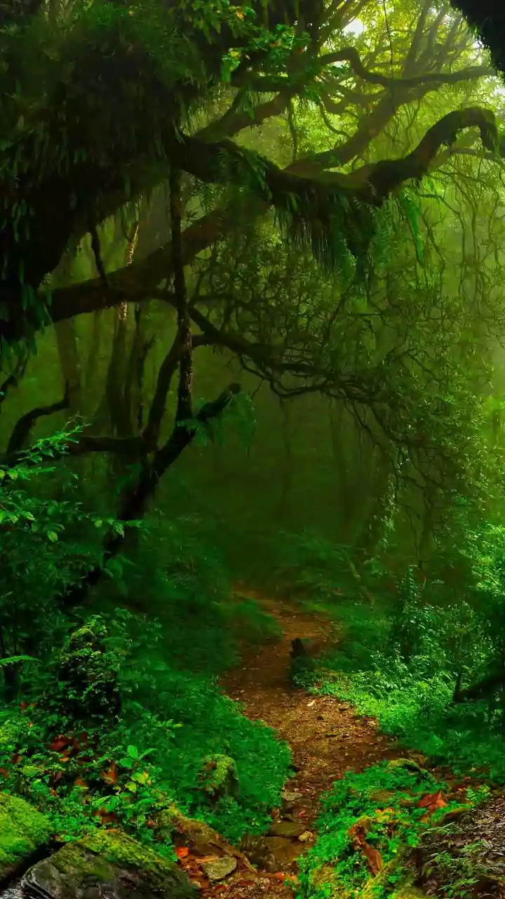 Discover Six Senses Vana: A Rs 325 Crore Forest Sanctuary in Dehradun