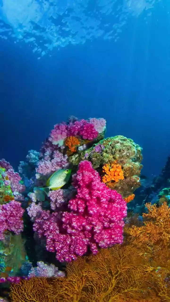 Lakshadweweep Coral Reef Conservation Initiatives Receive Support From Eco-Conscious Island Tourism Guidelines