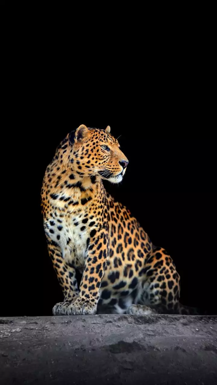 Scarf around neck saves woman from leopard attack in Beed