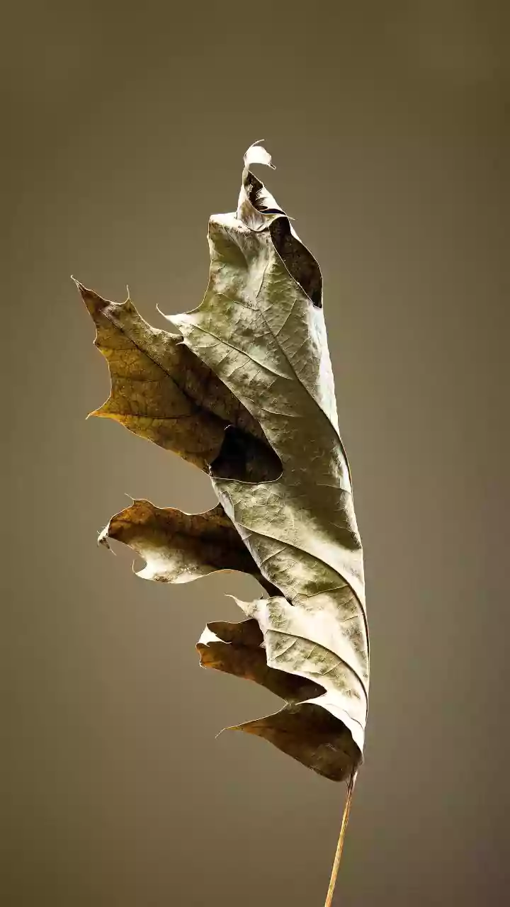 The Right Sealant Depends on the Leaf Material and Surface