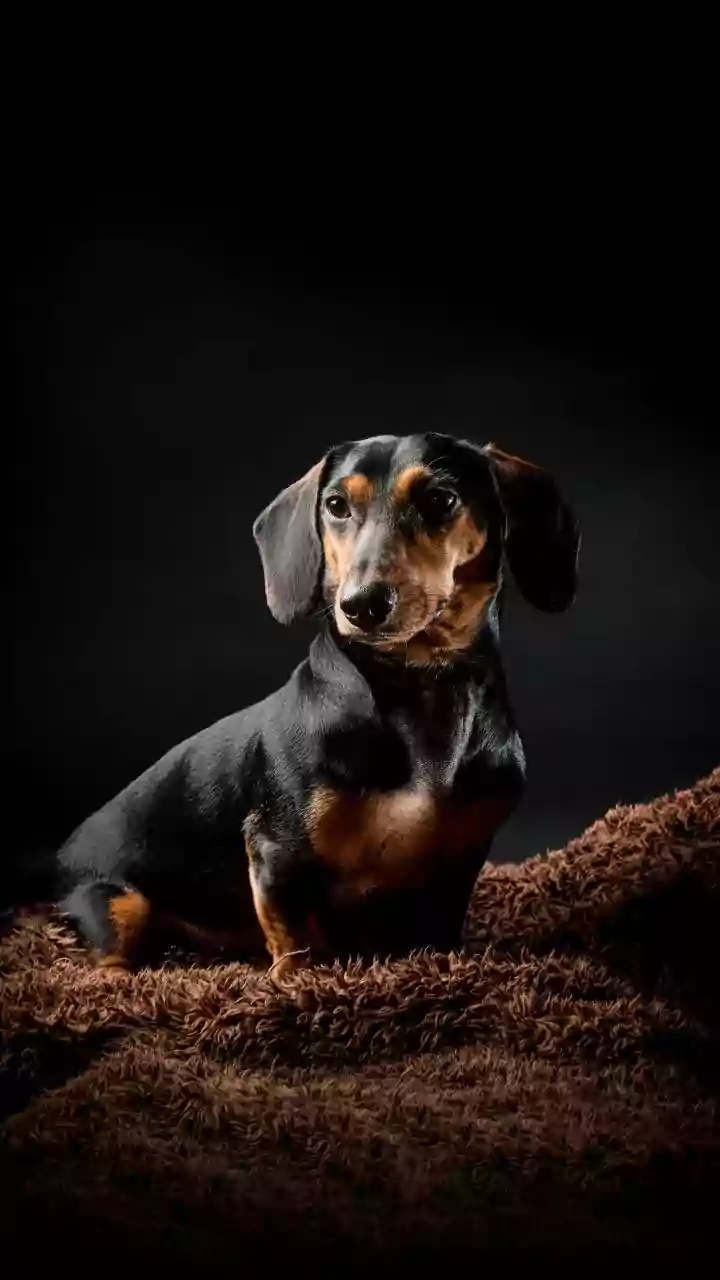 How to remove dog stains from carpets