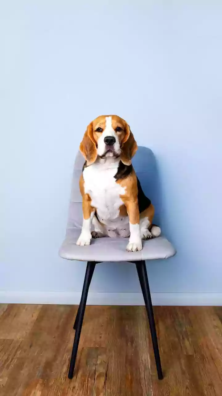 Store Floor Cleaners Where Pets Cannot Reach Them