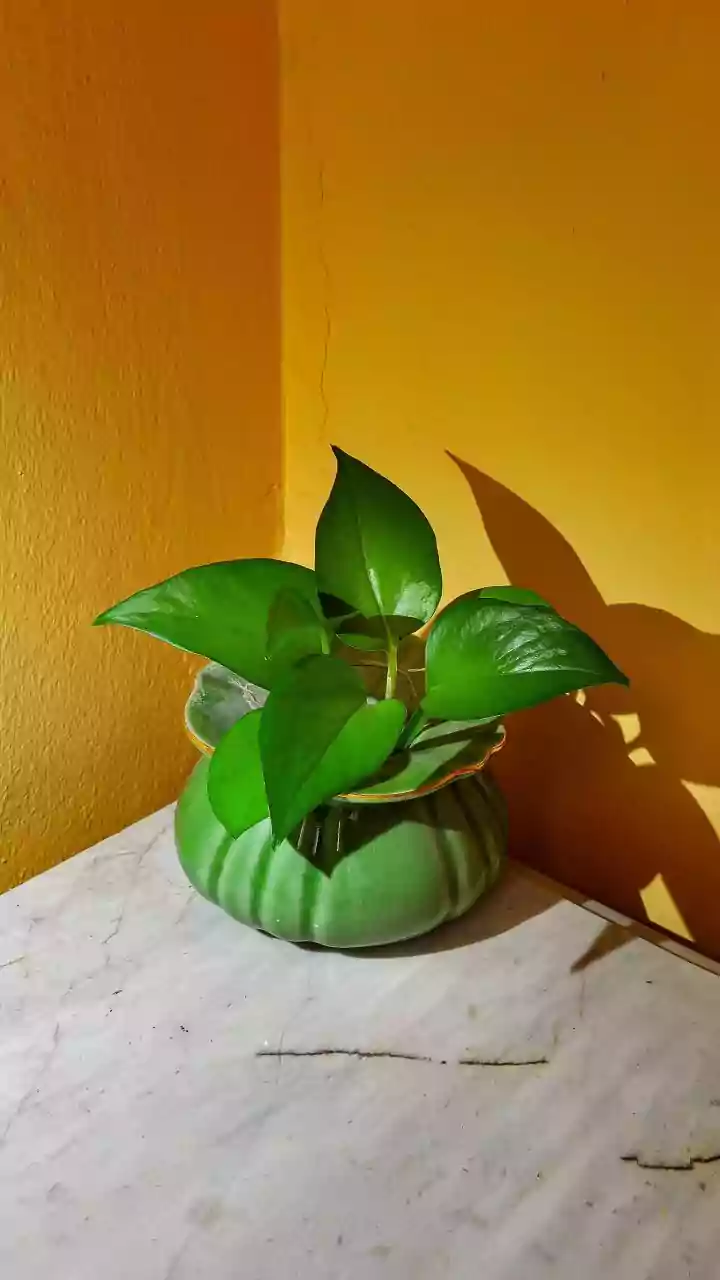 How to Tell When a Houseplant Really Needs Repotting