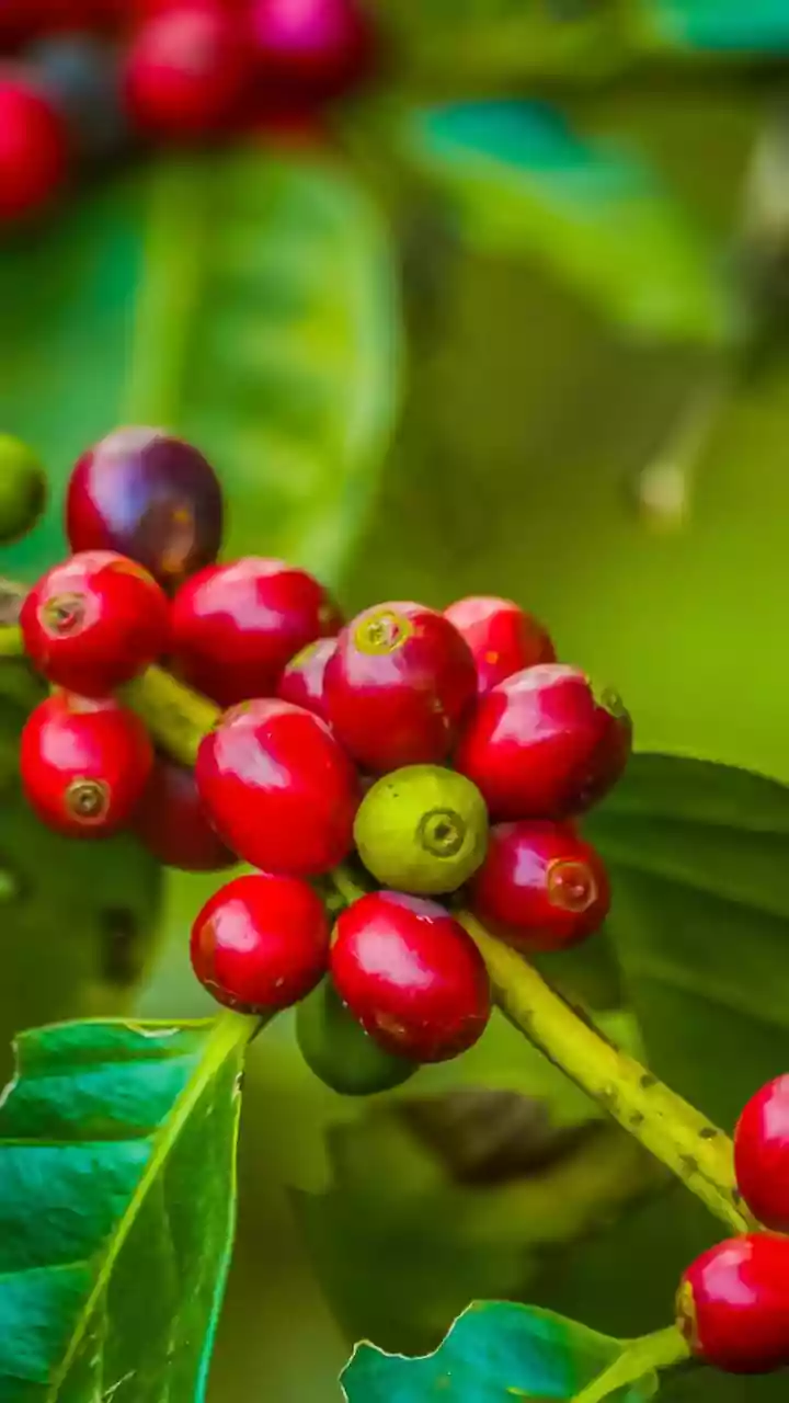 Coffee Lovers Have A New Travel Dream