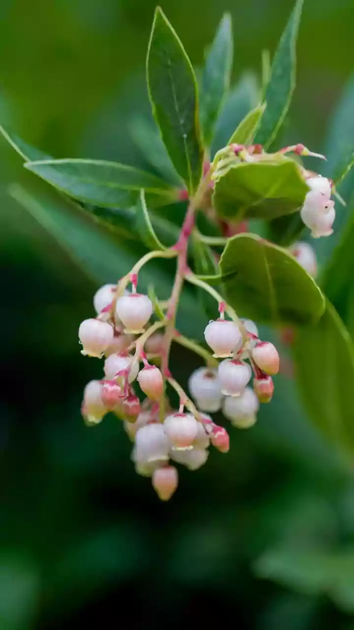 Humidity Makes Plant Watering More About Timing Than Quantity