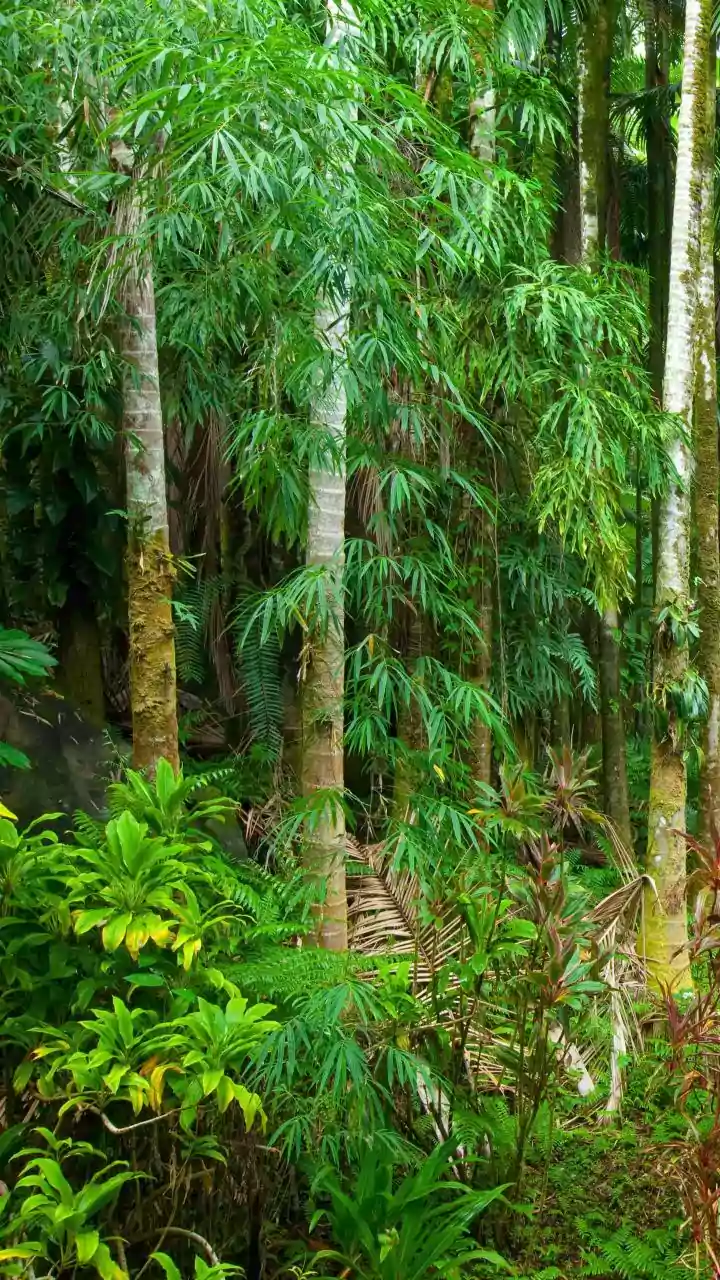 South Andaman's Rainforest Birding Trail Adds New Context to South Andaman Birding Planning