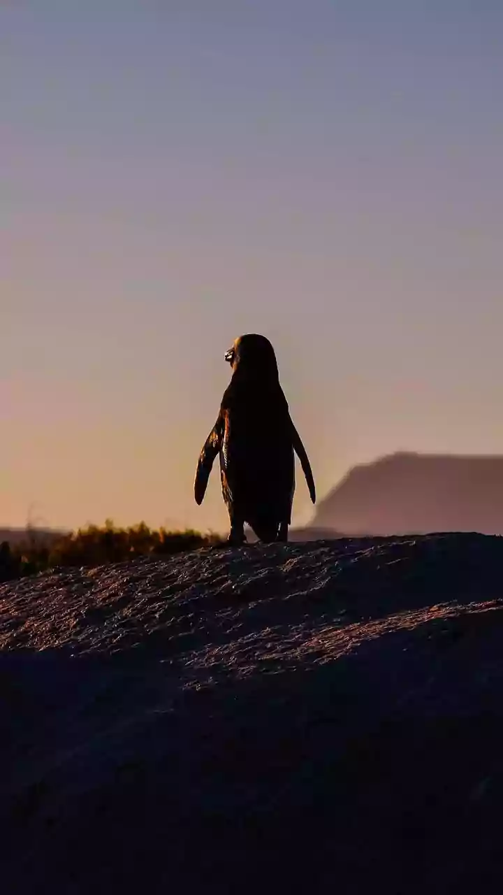 Beyond Wings: 7 Remarkable Flightless Birds That Rule the Ground and Sea