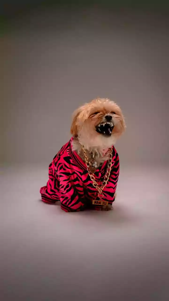 Grooming Routines Are The New Pet Lifestyle Flex